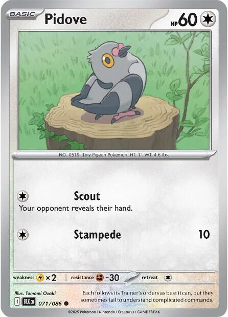 Pidove (071/086) [Scarlet & Violet: Black Bolt]